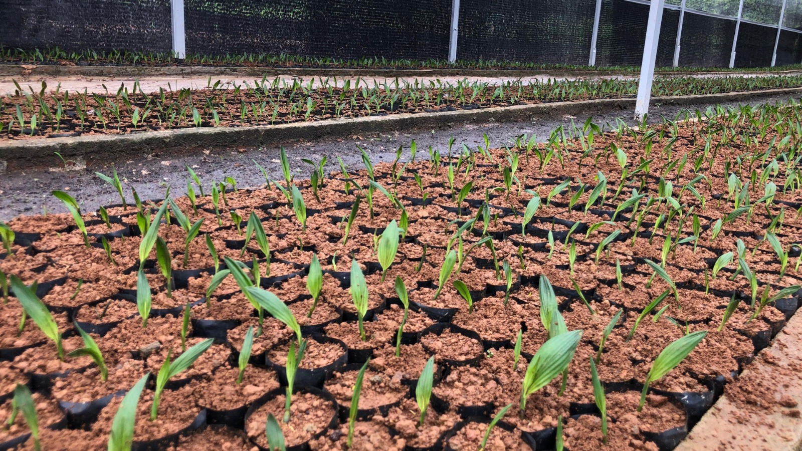 Fasilitas Pembibitan